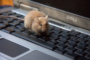 Mouse on Keyboard